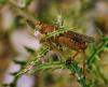 Calliptamus sp.